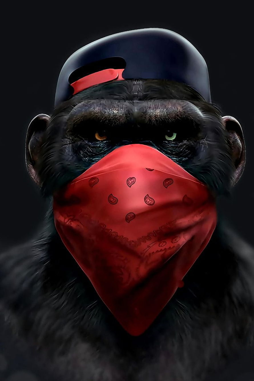 Cool Chimp Portrait Wearing Red Bandana and Black Cap HD phone wallpaper