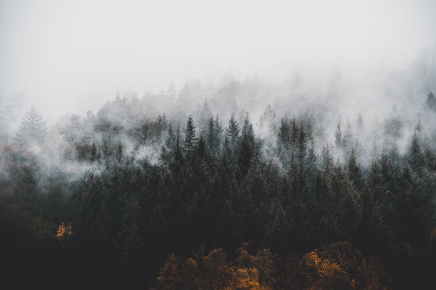 Misty Black Forest Landscape with Dark Pine Trees and Autumn Foliage HD wallpaper