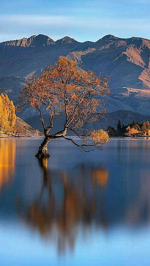 The Famous Wanaka Tree in Lake Wanaka, New Zealand, with Autumn Foliage and Mountain Reflections HD phone wallpaper