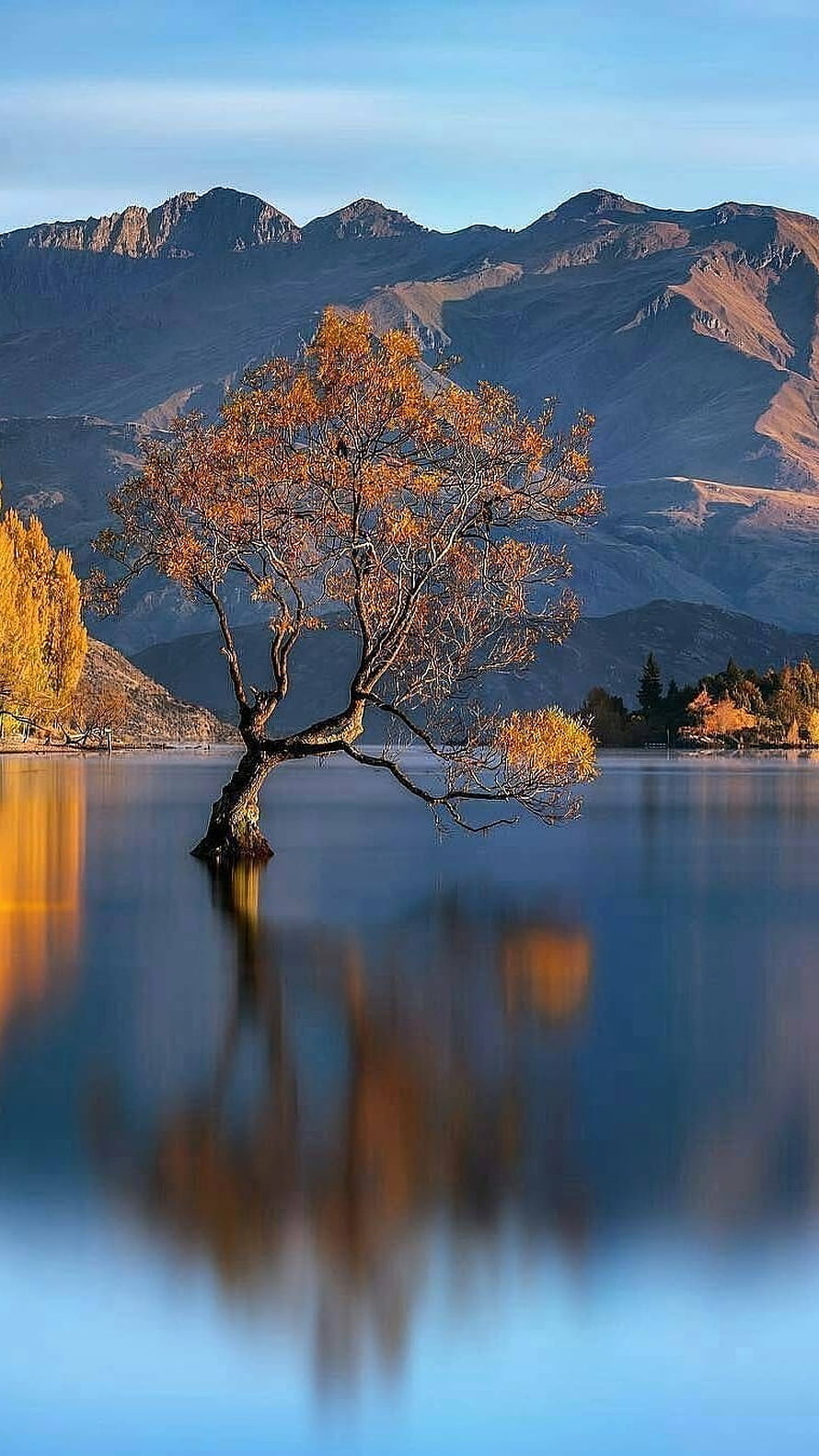 The Famous Wanaka Tree in Lake Wanaka, New Zealand, with Autumn Foliage and Mountain Reflections HD phone wallpaper