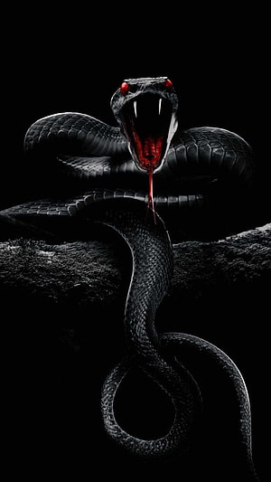 Menacing Black Cobra with Glowing Red Eyes and Bared Fangs on Dark Rock HD phone wallpaper