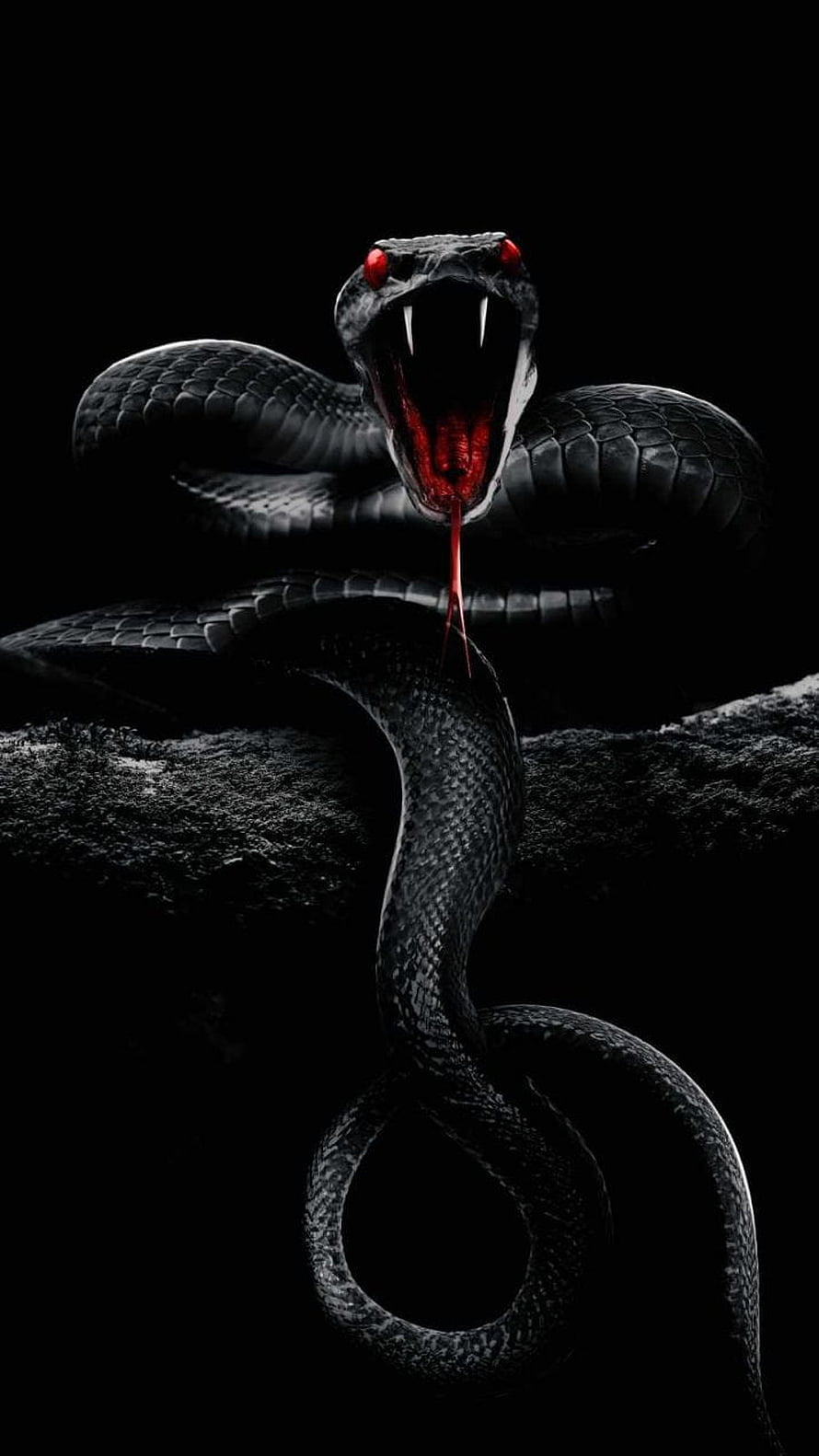 Menacing Black Cobra with Glowing Red Eyes and Bared Fangs on Dark Rock HD phone wallpaper