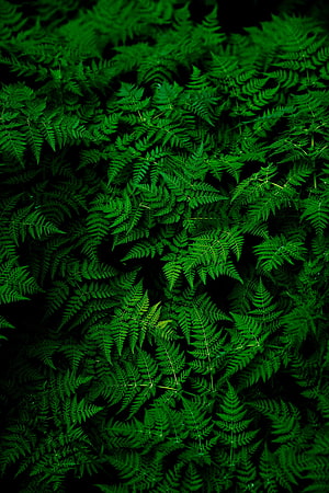 Lush Green Fern Fronds Pattern Nature Background HD phone wallpaper