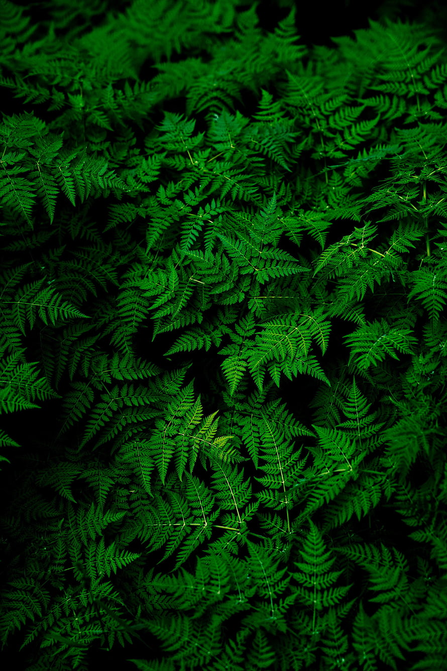 Lush Green Fern Fronds Pattern Nature Background HD phone wallpaper