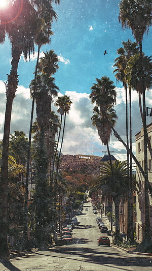 Hollywood Sign View From Palm Tree Lined Street In Los Angeles California HD phone wallpaper