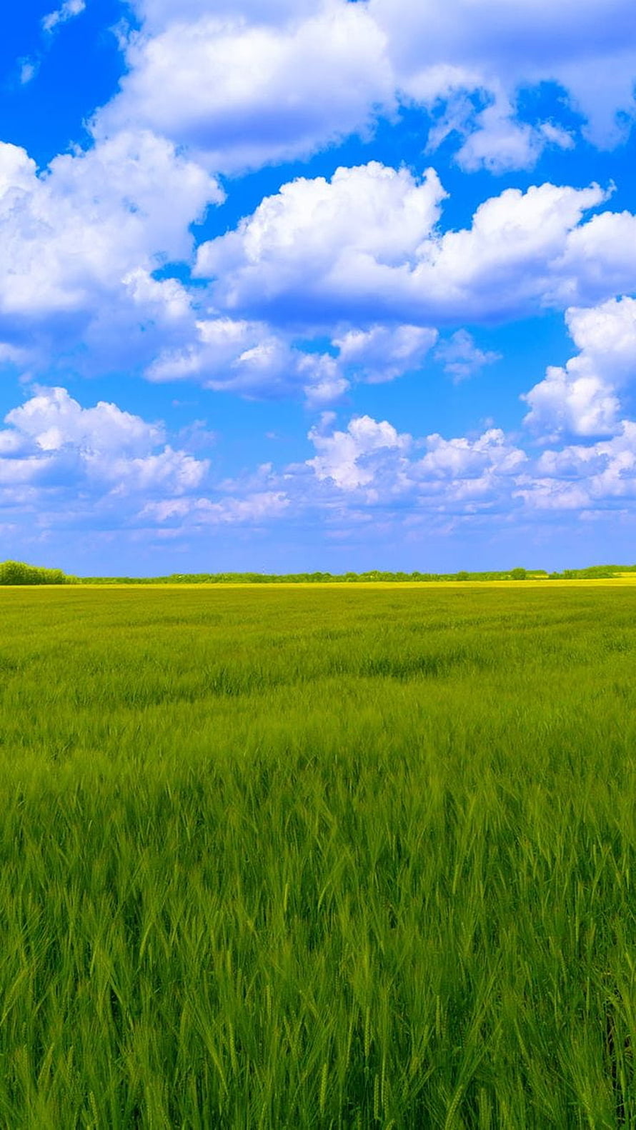 Vast Green Wheat Field Under a Bright Blue Sky with Fluffy White Clouds HD phone wallpaper
