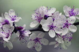 Delicate Cherry Blossoms in Macro Focus with Purple Stamen Details on a Soft Green Background HD wallpaper