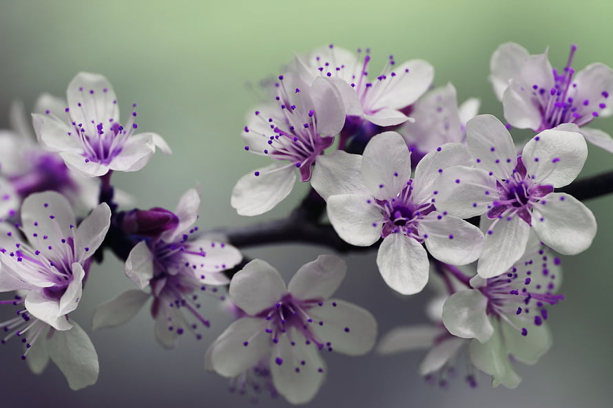 Delicate Cherry Blossoms in Macro Focus with Purple Stamen Details on a Soft Green Background HD wallpaper
