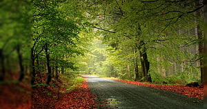 Misty Forest Road Lined With Lush Green Trees And Fallen Autumn Leaves HD wallpaper