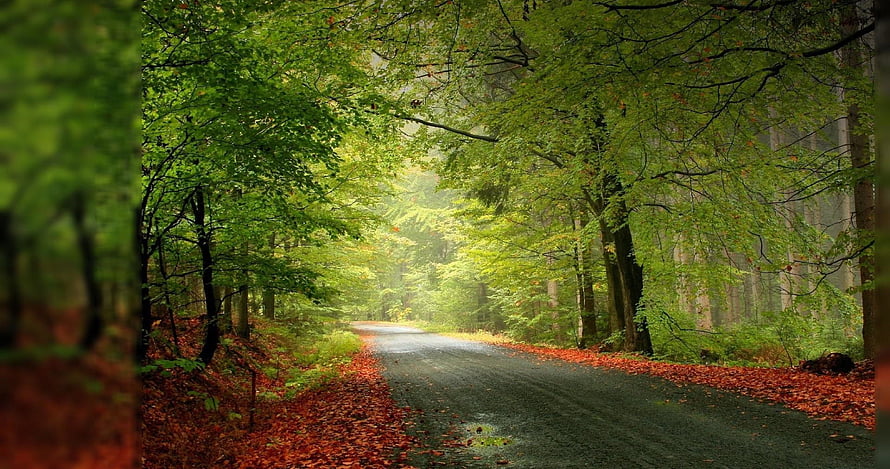 Misty Forest Road Lined With Lush Green Trees And Fallen Autumn Leaves HD wallpaper