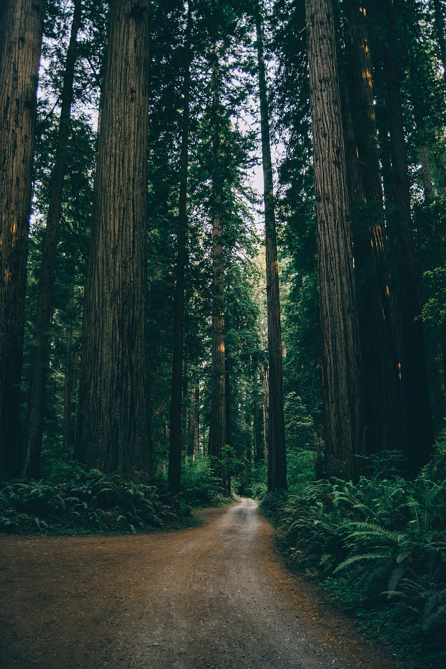 Mossy Forest Path Winding Through Towering Redwood Trees and Lush Ferns HD phone wallpaper