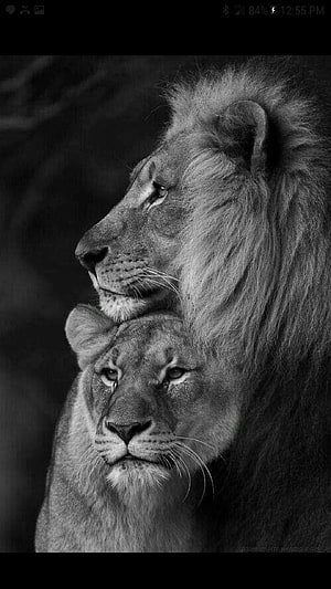 Black and White Portrait of Male and Female Lion Embracing HD phone wallpaper