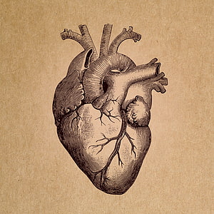 Vintage Anatomical Illustration of a Human Heart on Aged Paper, : Human Heart - Anatomical Rendering - Abstract, Retro, Vintage Anatomy HD phone wallpaper