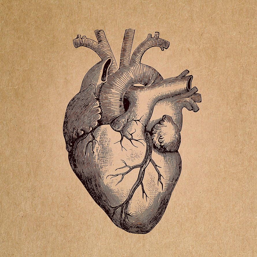 Vintage Anatomical Illustration of a Human Heart on Aged Paper, : Human Heart - Anatomical Rendering - Abstract, Retro, Vintage Anatomy HD phone wallpaper