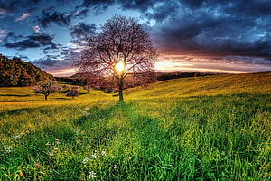 Lone Blossoming Tree in a Green Meadow at Sunset with Dramatic Clouds HD wallpaper