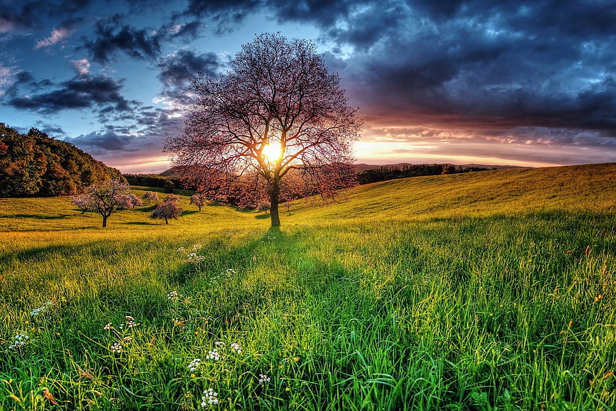 Lone Blossoming Tree in a Green Meadow at Sunset with Dramatic Clouds HD wallpaper