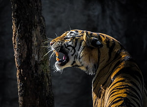 Fierce Tiger Roaring in Profile with Bared Canines Against Dark Forest Background HD wallpaper