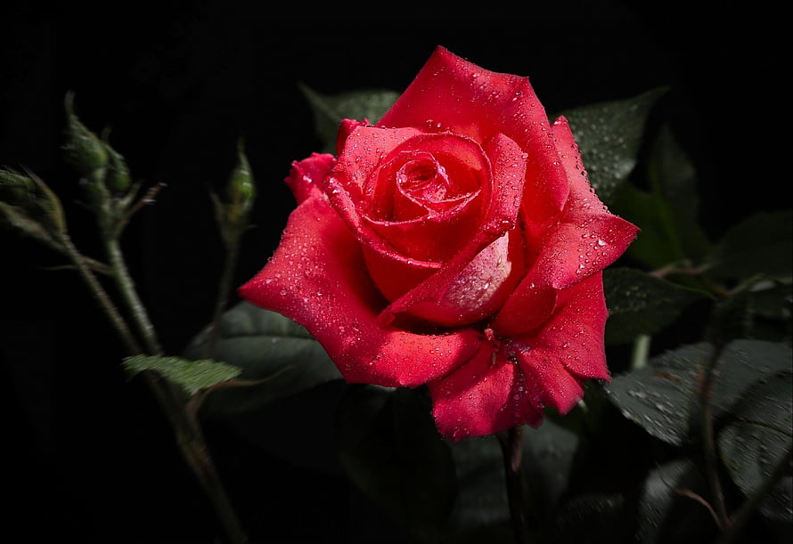 Vibrant red rose with dew drops against a dark background, macro floral photography HD wallpaper