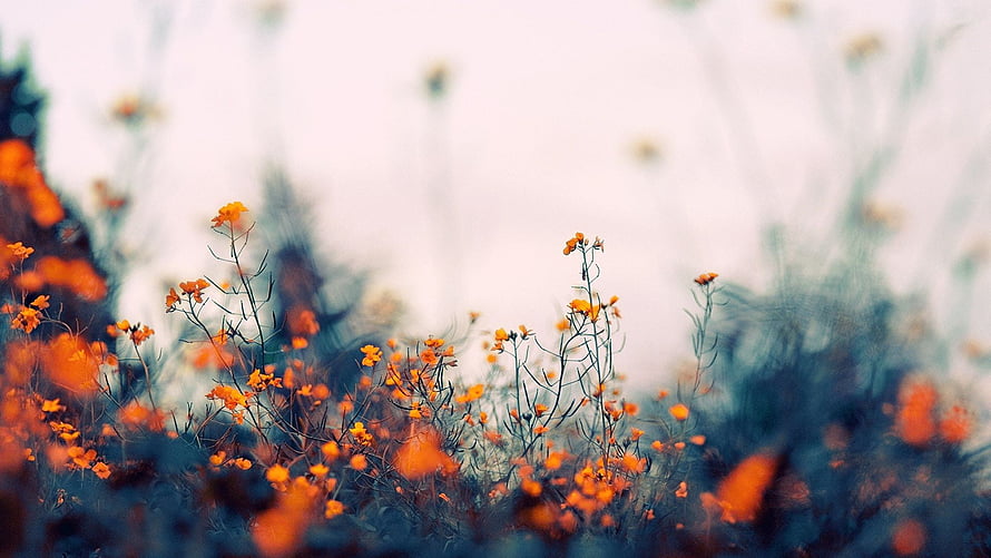 Vibrant Orange Wildflowers in a Dreamy Field with Soft Focus Background HD wallpaper