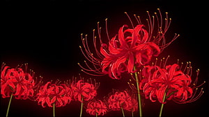 Vibrant Red Spider Lily Flowers Against a Dark Background HD wallpaper