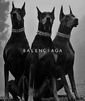 Balenciaga Black and White Campaign Featuring Three Doberman Pinschers Wearing Studded Collars, Balenciaga Dog HD phone wallpaper