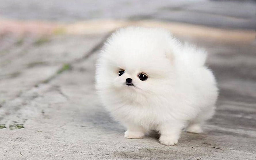 Fluffy White Pomeranian Puppy Standing on Concrete Path HD wallpaper