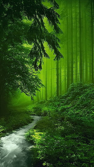 Misty Green Forest Stream with Tall Trees and Lush Undergrowth HD phone wallpaper