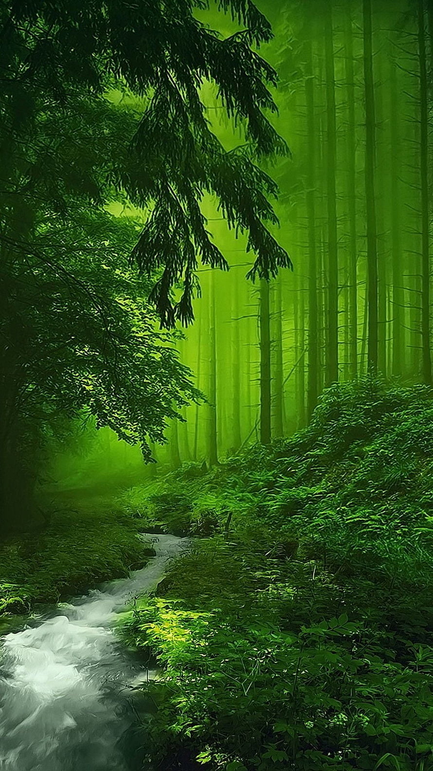 Misty Green Forest Stream with Tall Trees and Lush Undergrowth HD phone wallpaper