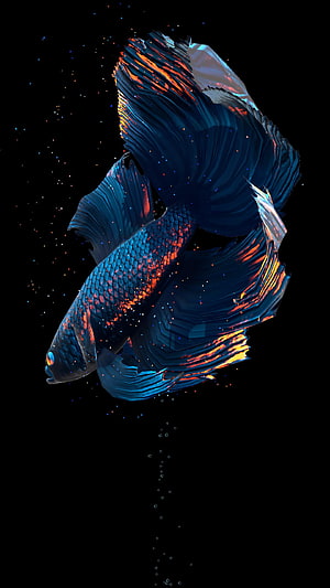 Vibrant Blue and Orange Betta Fish Digital Art on Black Background HD phone wallpaper