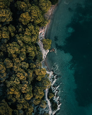 Aerial View of Lush Forest Canopy Meeting Turquoise Coastal Waters and Rocky Shoreline HD phone wallpaper