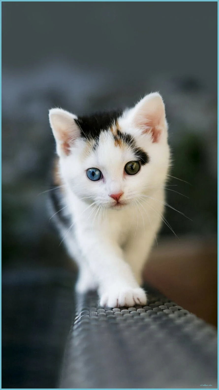 Adorable Calico Kitten with Striking Heterochromia Blue and Green Eyes HD phone wallpaper
