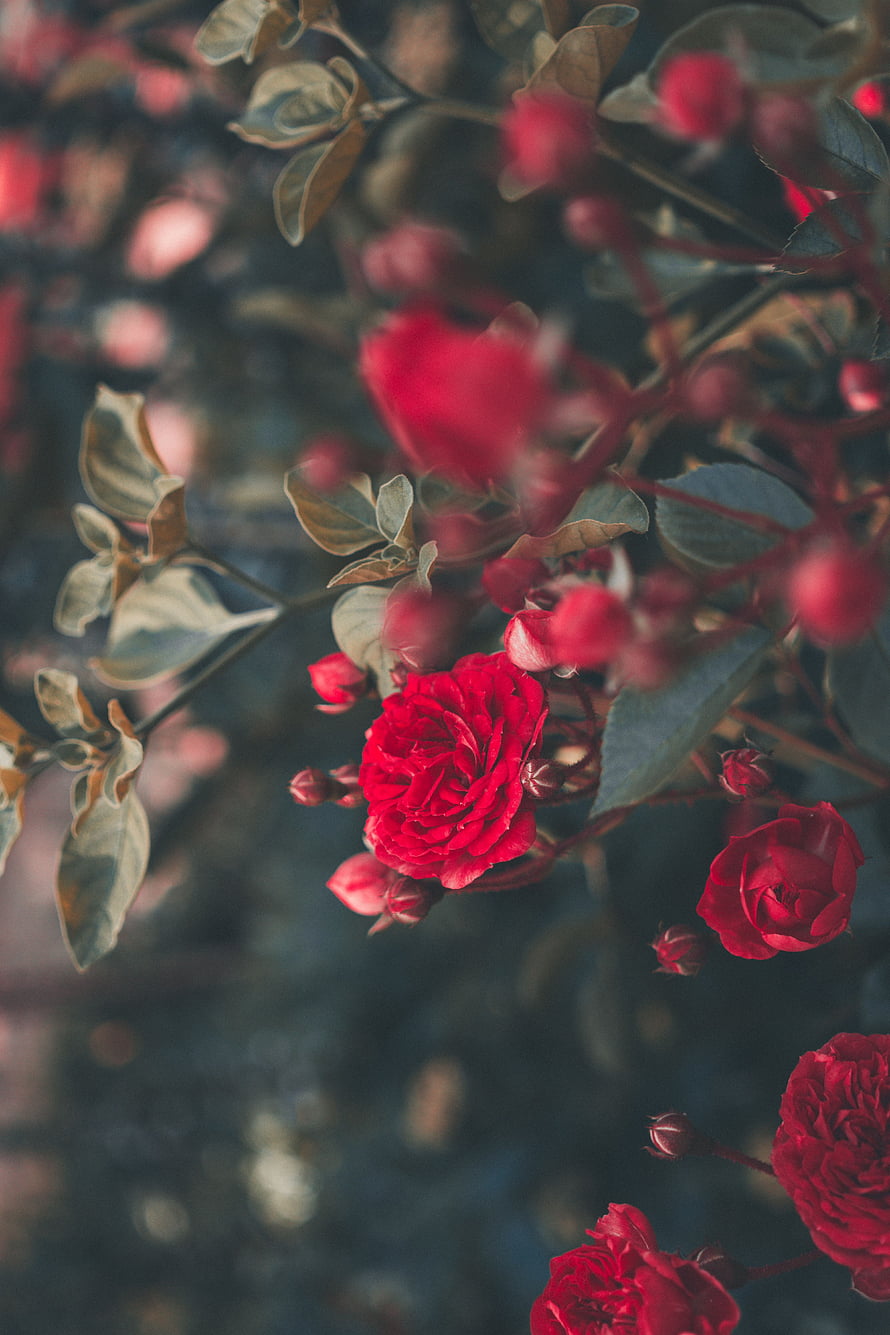 Vibrant Red Roses in Full Bloom with Soft Focus Background HD phone wallpaper