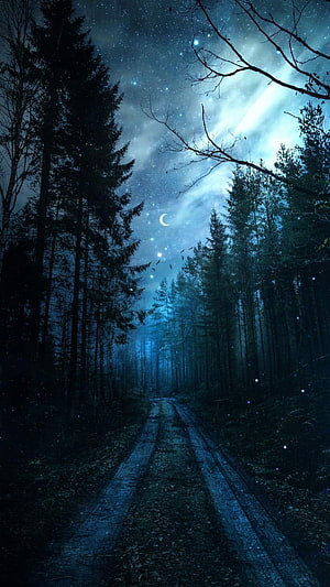 Mystical Forest Path Under a Starry Night Sky with Crescent Moon and Aurora HD phone wallpaper
