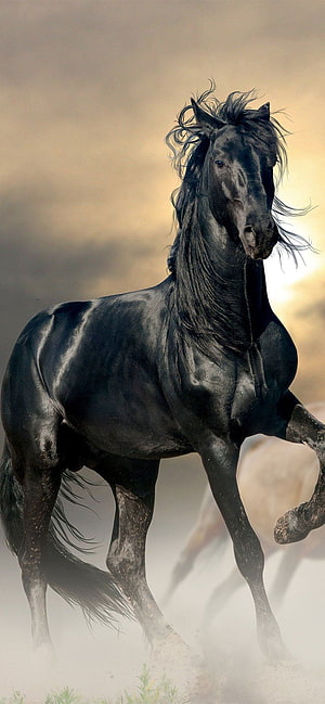 Majestic Black Horse Galloping Through Dusty Sunset Landscape HD phone wallpaper