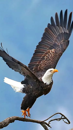 Majestic Bald Eagle Landing on Branch Against Blue Sky HD phone wallpaper