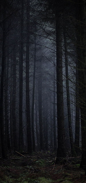 Dark and Mysterious Foggy Forest with Tall Pine Trees and Eerie Atmosphere HD phone wallpaper