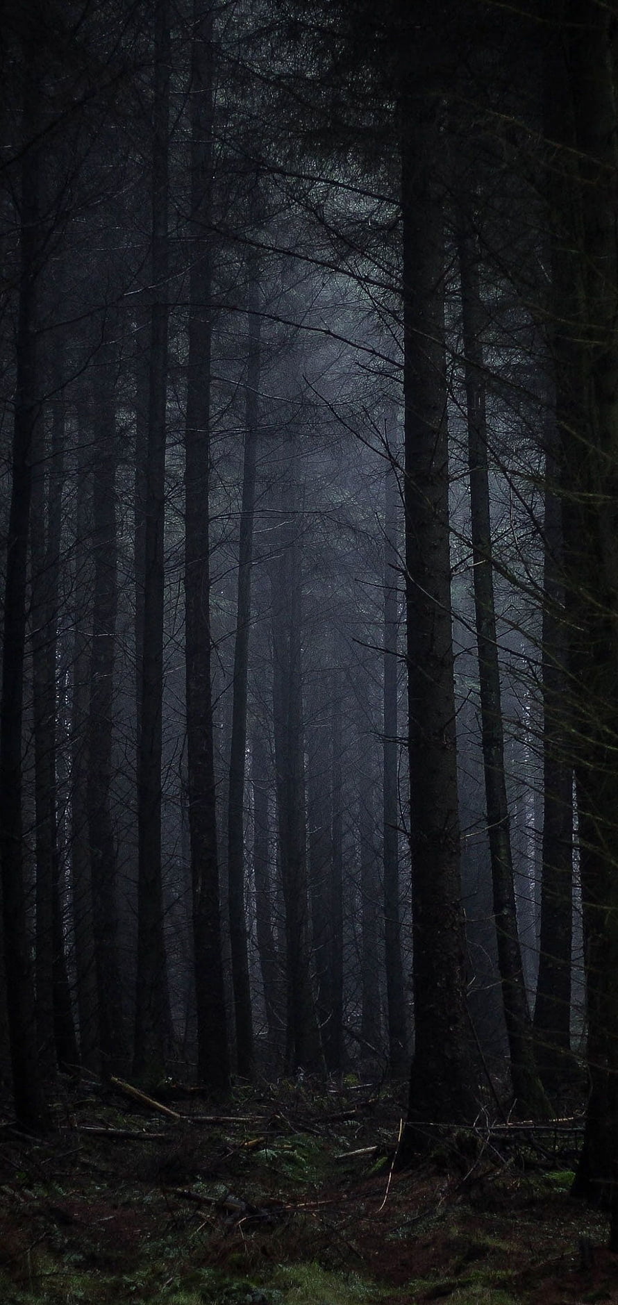 Dark and Mysterious Foggy Forest with Tall Pine Trees and Eerie Atmosphere HD phone wallpaper