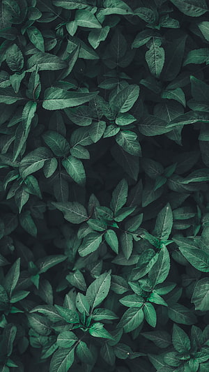 Dark Green Leafy Foliage Pattern with Deep Shadowed Botanical Texture HD phone wallpaper