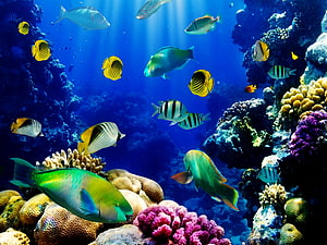 Vibrant tropical fish swimming among colorful coral reefs in deep blue ocean water HD wallpaper