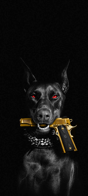 Aggressive Black Doberman With Glowing Red Eyes Holding Gold Pistol, Dog with gun, whiskers, collar HD phone wallpaper