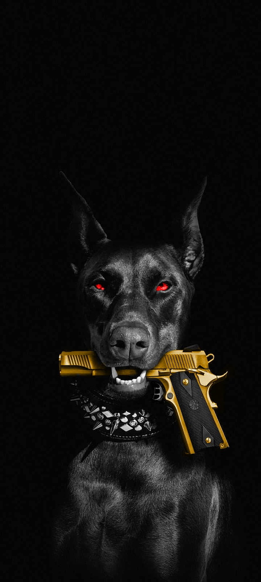 Aggressive Black Doberman With Glowing Red Eyes Holding Gold Pistol, Dog with gun, whiskers, collar HD phone wallpaper