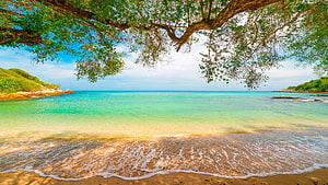 Tropical Beach Scene With Turquoise Water, Sandy Shore, and Overhanging Tree Branches HD wallpaper