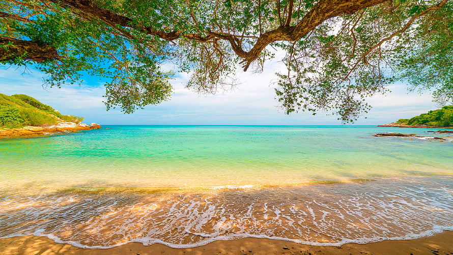 Tropical Beach Scene With Turquoise Water, Sandy Shore, and Overhanging Tree Branches HD wallpaper