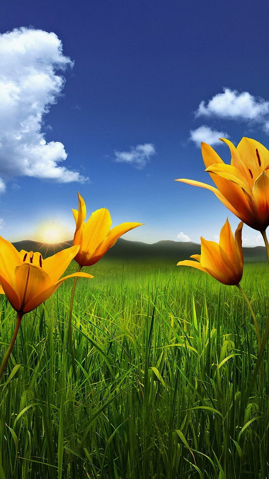 Vibrant Yellow Tulips Blooming in a Lush Green Meadow Under a Bright Blue Sky HD phone wallpaper
