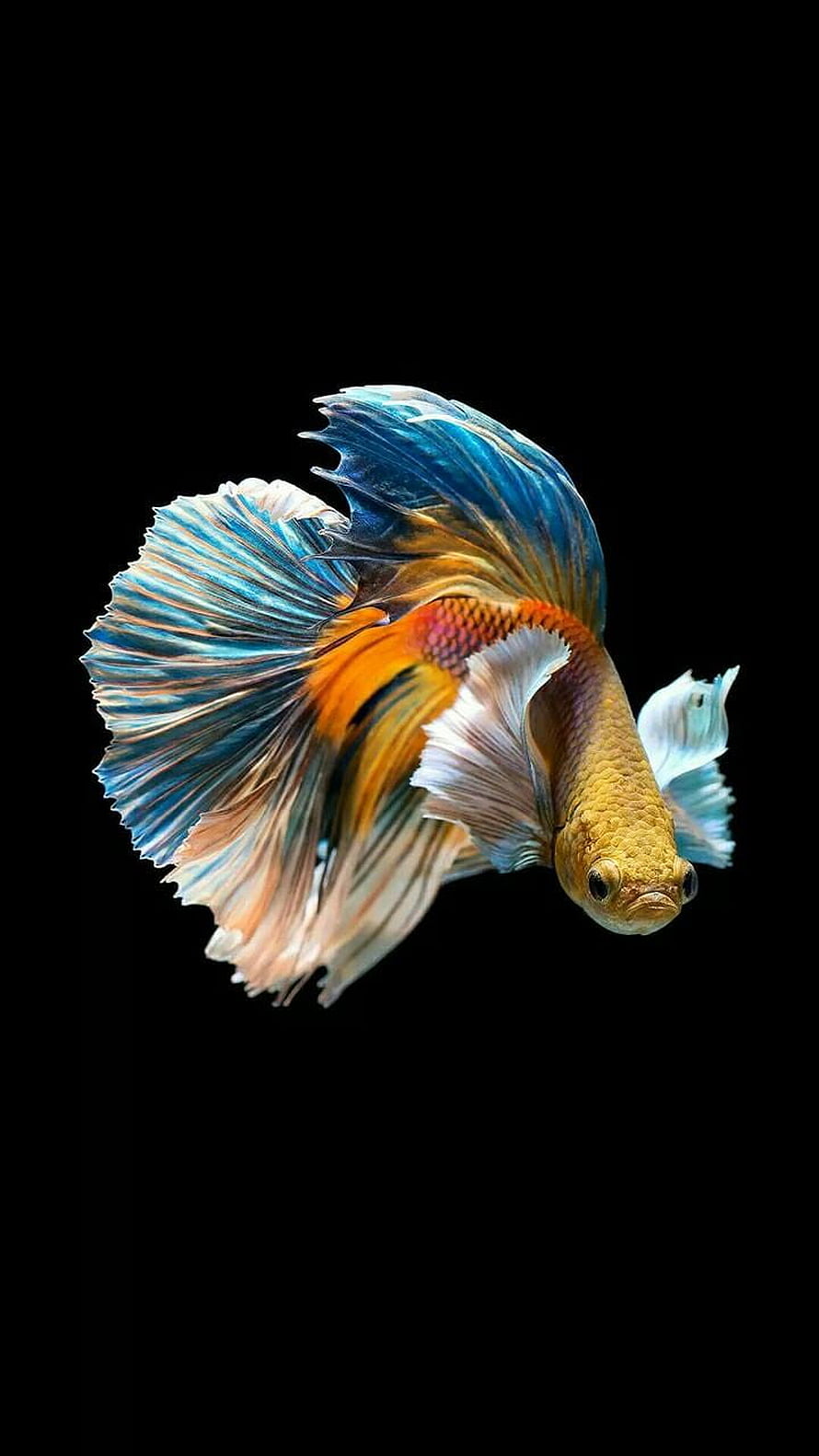 Vibrant Multicolor Betta Fish with Flowing Fins on Black Background HD phone wallpaper