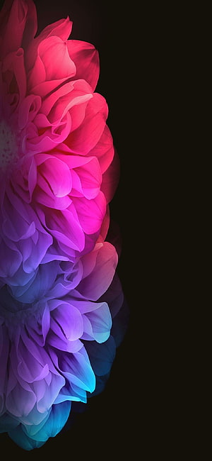 Vibrant Pink Purple and Blue Dahlia Flower on Black Background HD phone wallpaper