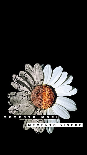 Memento Mori Duality Daisy: Cracked and Fresh Petals on Black Background HD phone wallpaper