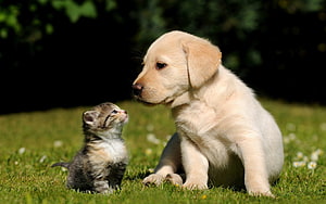 Adorable Golden Retriever Puppy and Tabby Kitten Sitting Together on Green Grass HD wallpaper