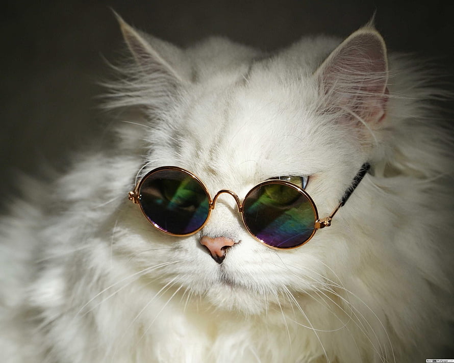 Fluffy White Cat Wearing Round Sunglasses Close-Up Portrait HD wallpaper