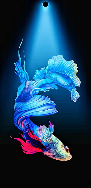 Vibrant Blue Betta Fish with Flowing Fins Under Spotlight HD phone wallpaper